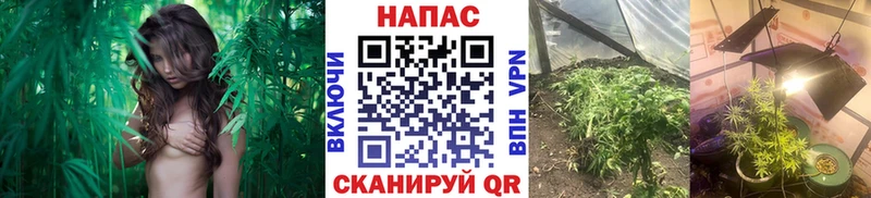 Каннабис сатива как найти наркотики Красный Сулин
